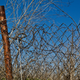 Even the barbed wire lining the property at Longhorn is covered in rust.
